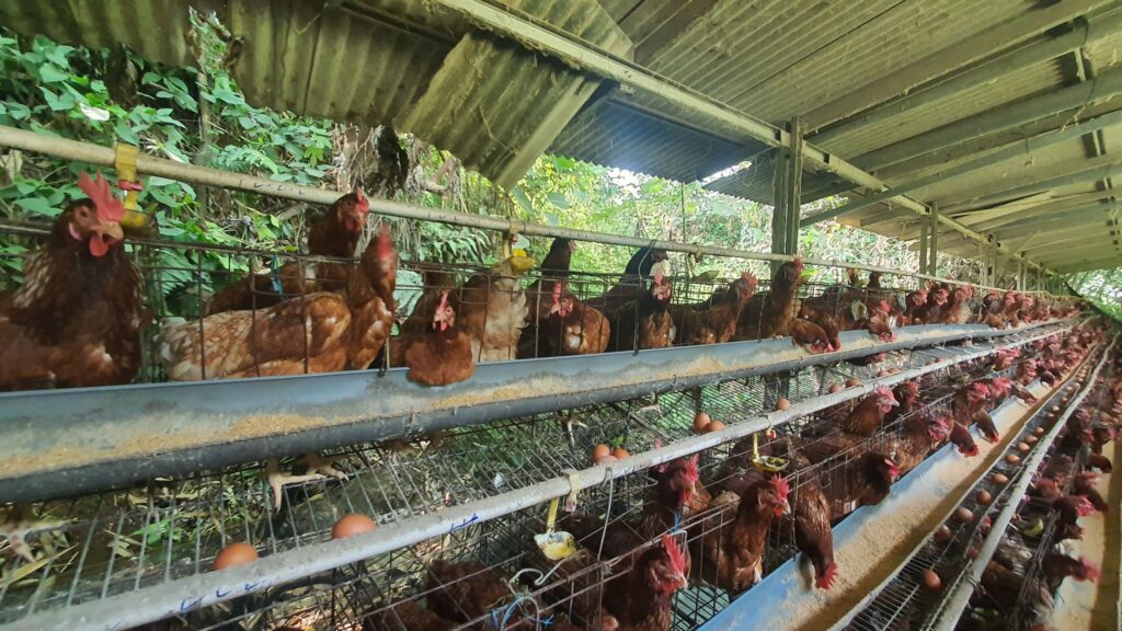 Foto Peternakan Ayam Petelur QUANTA FARM